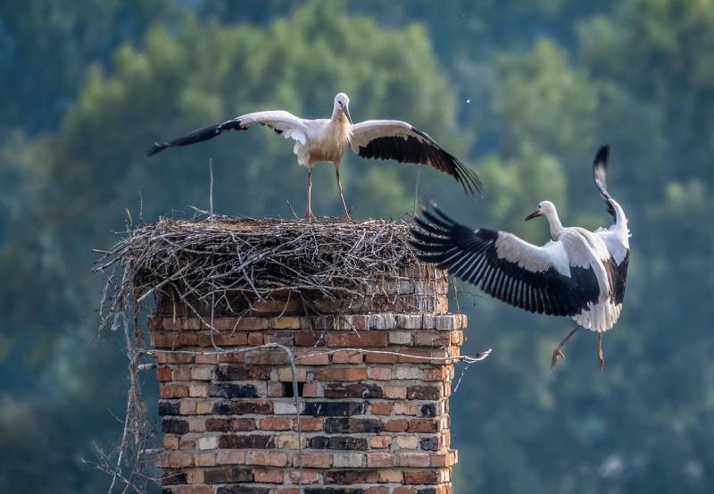 Expert Chimney Animal Removal in Santa Clarita, CA Professional Chimney Animal Removal Services in Santa Clarita, California