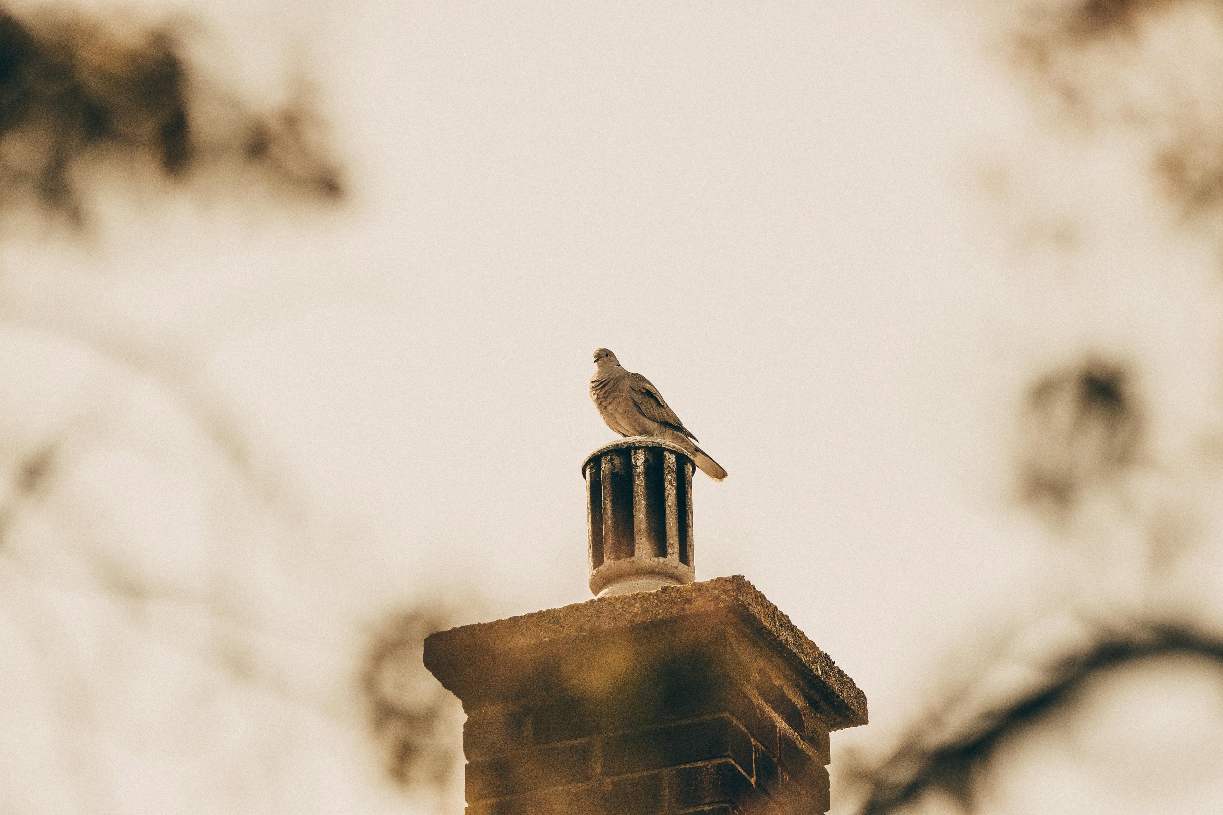 Professional Chimney Cap Installation Services in Santa Clarita, CA Expert Chimney Cap Installation in Santa Clarita, California